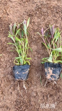 高度10厘米山桃草