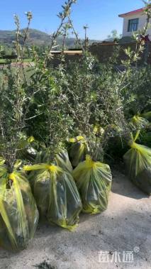 高度99.厘米沙棘