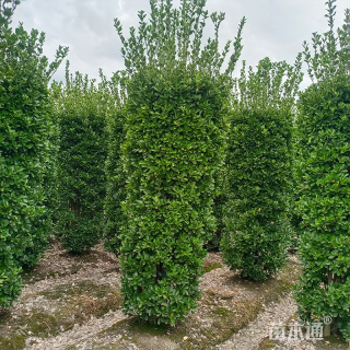 高度200厘米大叶黄杨柱