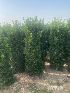 高度150厘米大叶黄杨