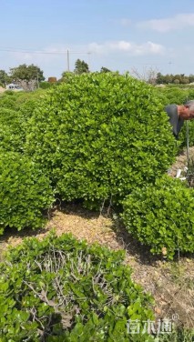 冠幅220厘米大叶黄杨球