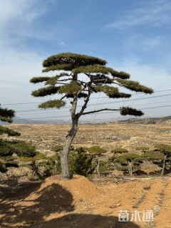 12公分造型黑松