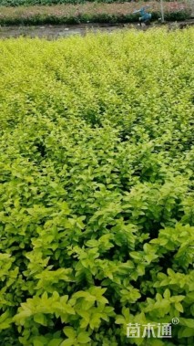 高度50厘米金叶女贞