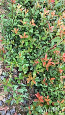 高度30厘米红叶石楠小苗