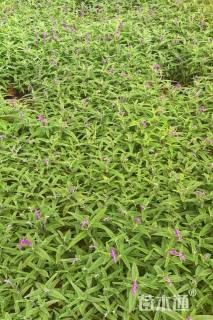 高度20厘米墨西哥鼠尾草