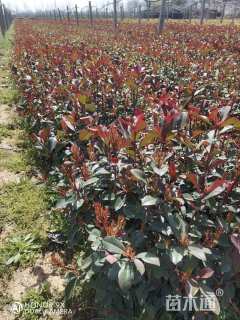 高度50厘米红叶石楠小苗