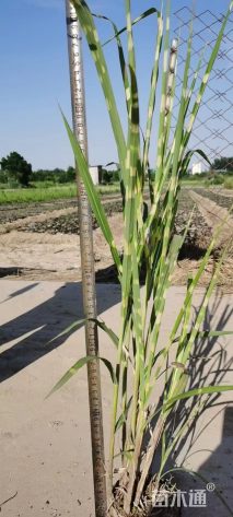 高度40厘米斑叶芒