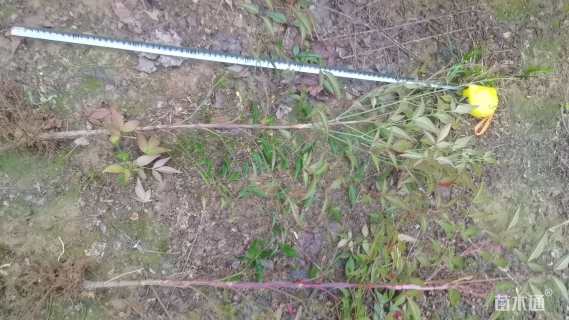 高度40厘米南天竹小苗