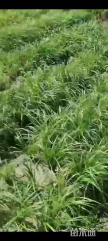 高度10厘米紫穗狼尾草