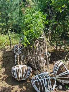 高度250厘米丛生紫薇