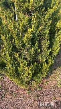 高度150厘米龙柏