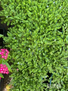 高度1厘米半边莲