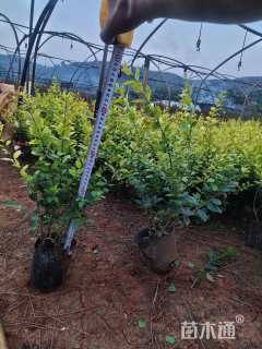 高度30厘米金叶女贞