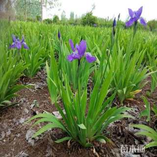 高度20厘米鸢尾