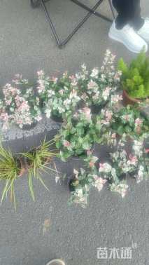 15厘米花叶络石