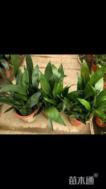 高度60厘米一叶兰