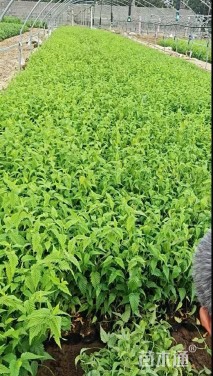 高度45厘米棣棠