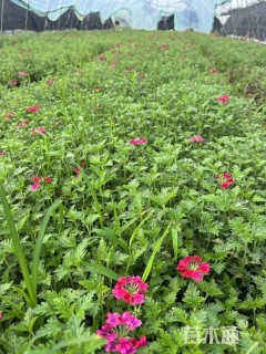 高度10厘米美女樱