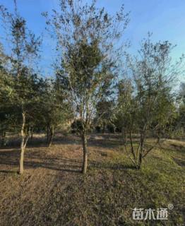 8公分弗吉尼亚栎