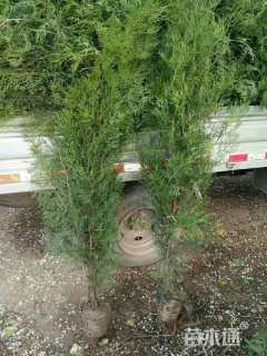 高度70厘米侧柏