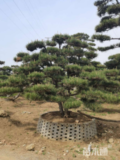 50公分造型景观松