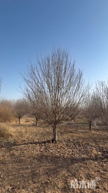 15公分八棱海棠