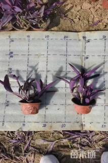 高度10厘米鸭舌草