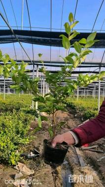 高度30厘米金森女贞