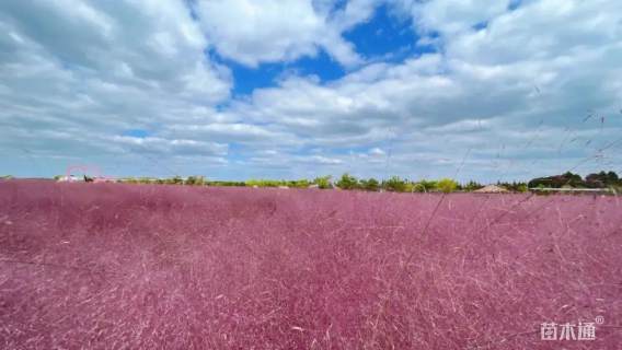 高度30厘米粉黛乱子草
