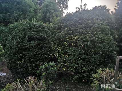 高度200厘米万年青