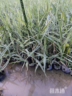 高度30厘米山管兰