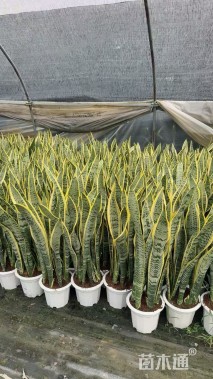 高度35厘米金边虎尾兰