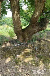 40公分(3杆)丛生乌桕