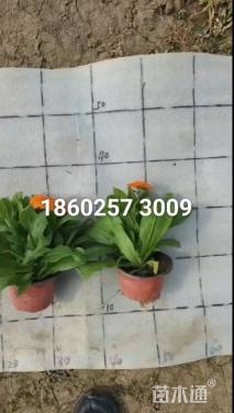 高度10厘米金盏菊