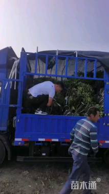 冠幅80厘米海桐球