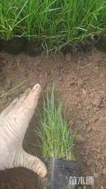 高度15厘米青绿苔草