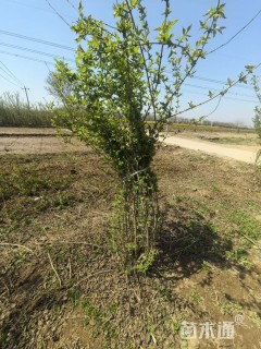 高度150厘米丛生金银木