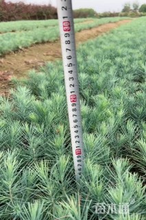 高度30厘米雪松小苗