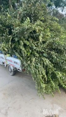 高度150厘米丛生榆叶梅