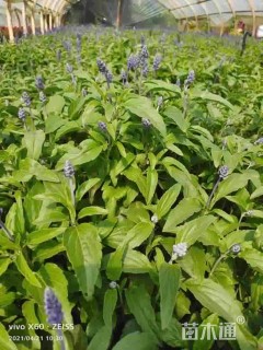 高度35厘米鼠尾草