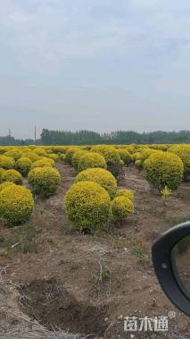 冠幅90厘米金冠女贞球