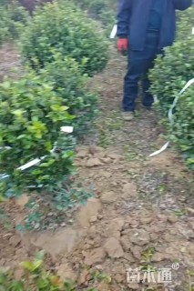 冠幅80厘米茶梅球