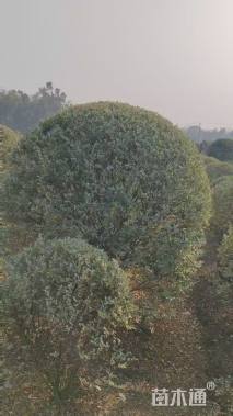 冠幅180厘米水蜡球