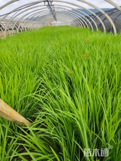 高度30厘米火星花