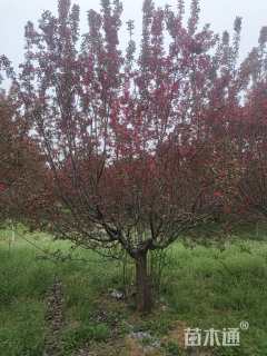 16公分绚丽海棠