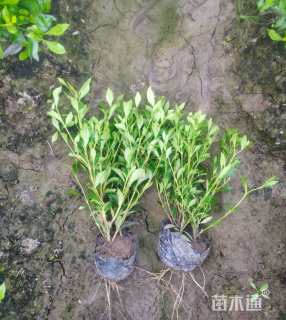 高度30厘米小叶栀子