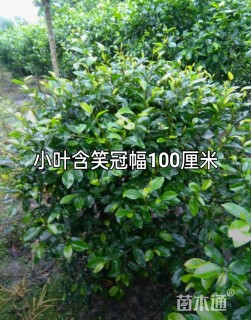 冠幅80厘米含笑球