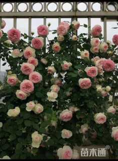 50厘米藤本月季