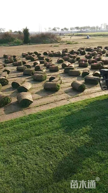 草卷状马尼拉草