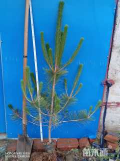 高度50厘米黑松